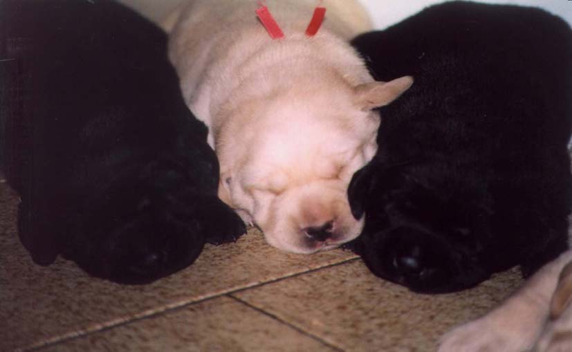 cachorros1.jpg (30198 bytes)