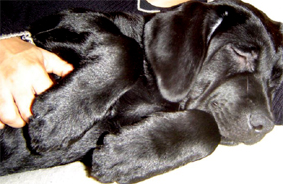 dra.jpg (60077 bytes)