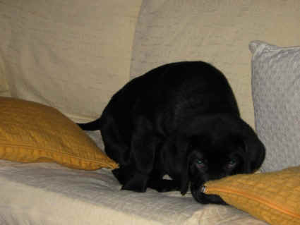 escondido.jpg (49969 bytes)